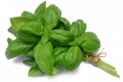 basilico